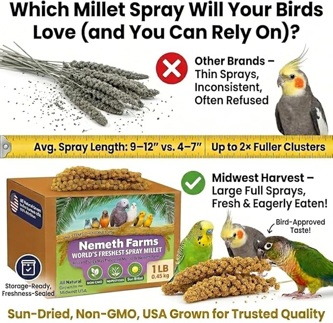 Nemeth Farms Spray Millet - Edible Tops Only, Non-GMO and Sun-Dried - 1 lb for Parakeets, Canaries and Finches