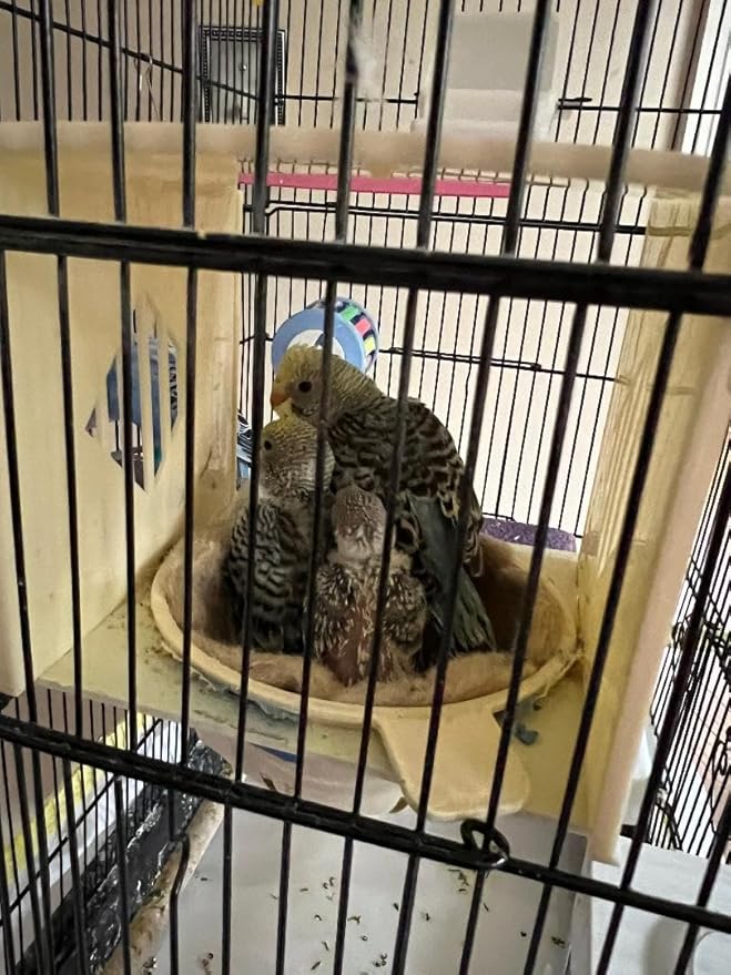 Bird Cage Closed Top Nest Box Canary, Finch,Lovebird,Aviary Plastic Nest Exotic Birds Breeding Nesting