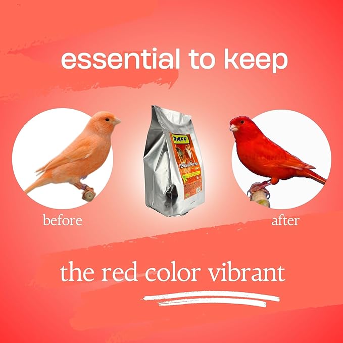 Raff Holland Rosso Canary Red Food - Comida para Canarios - Finch Food for Indoor with Natural Nutrition for Vibrant and Red Plumage, High in Protein and Fat (5lb)