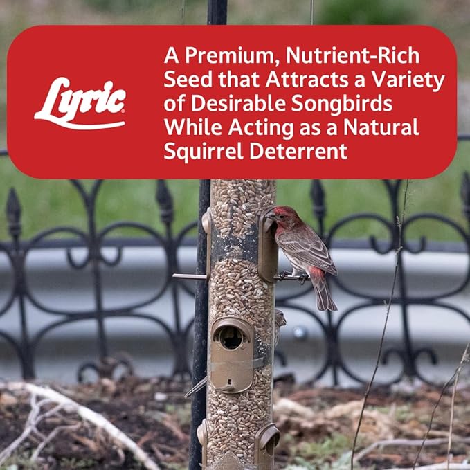 Lyric Golden Safflower Bird Seed for Outside Feeders - Attracts Cardinals, Chickadees, Woodpeckers & More, 5 lb Bag