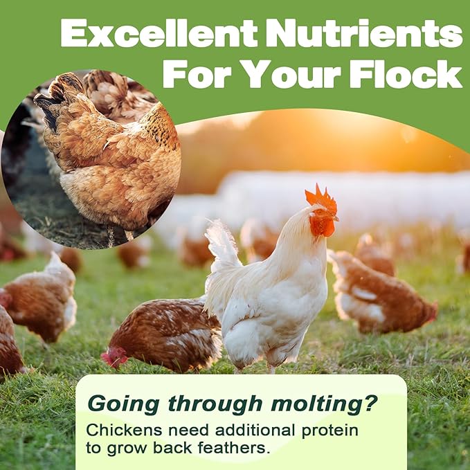 Dried Mealworms - 22 LBS- 100% Natural Non GMO High Protein - Bulk Mealworms for Wild Birds, Chicken Treats, Hamster, Gecko, Turtle, Lizard Food