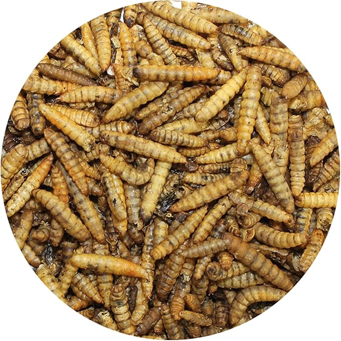 Exotic Nutrition 60 LB Bulk Dried Black Soldier Fly Larvae - High-Calcium Insect Treat - Chickens, Wild Birds, Bluebirds