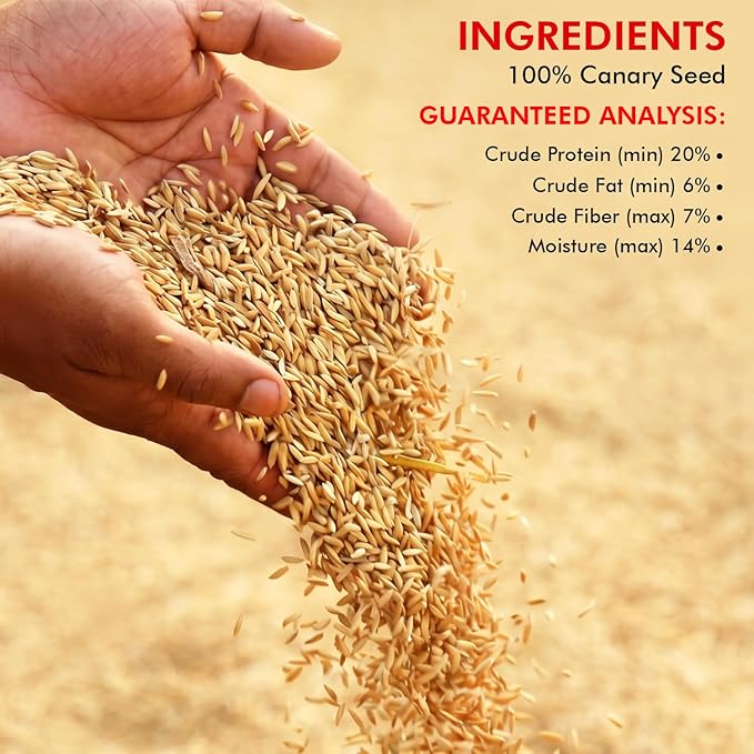 Morning Bird Canary Seed 4.5 lbs (3-Pack, 1.5 lbs Each), Nutrient-Rich Bird Seed, Creamy Golden Grain Powerhouse - Supports Healthy Feathers & Strong Bones – Natural Daily Nutrition for All Bird Types