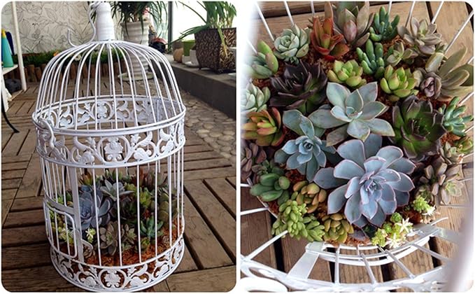 PET SHOW Round Birdcages Wedding Gift Cards Holder Metal Wall Hanging Bird Cage for Small Birds Party Indoor Ourdoor Decoration 10.6“ Black Pack of 1