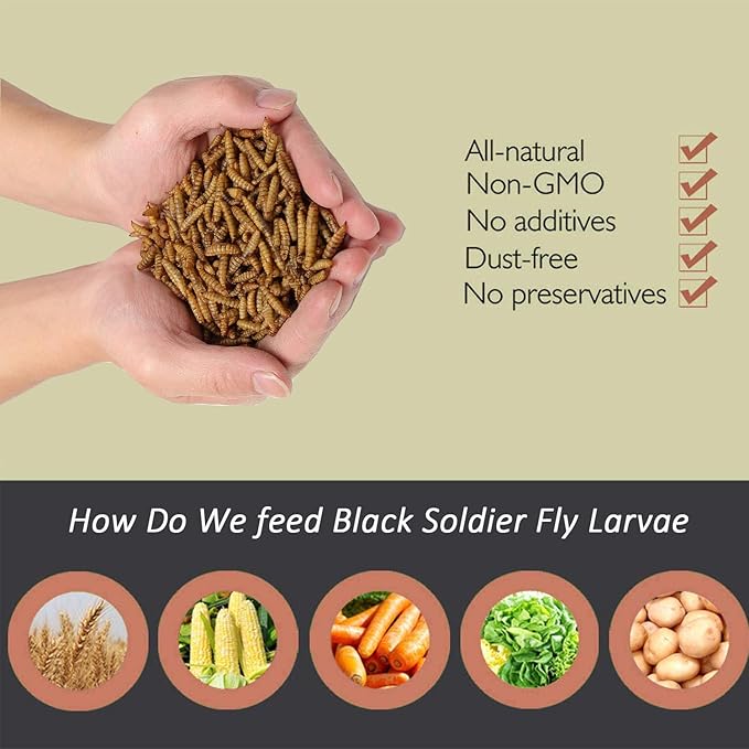 Black Soldier Fly Larvaeis,5LB 100% Natural Large Size No Moisture,Mealworms for Birds Chickens Hedgehog Hamster Fish Reptile Turtles