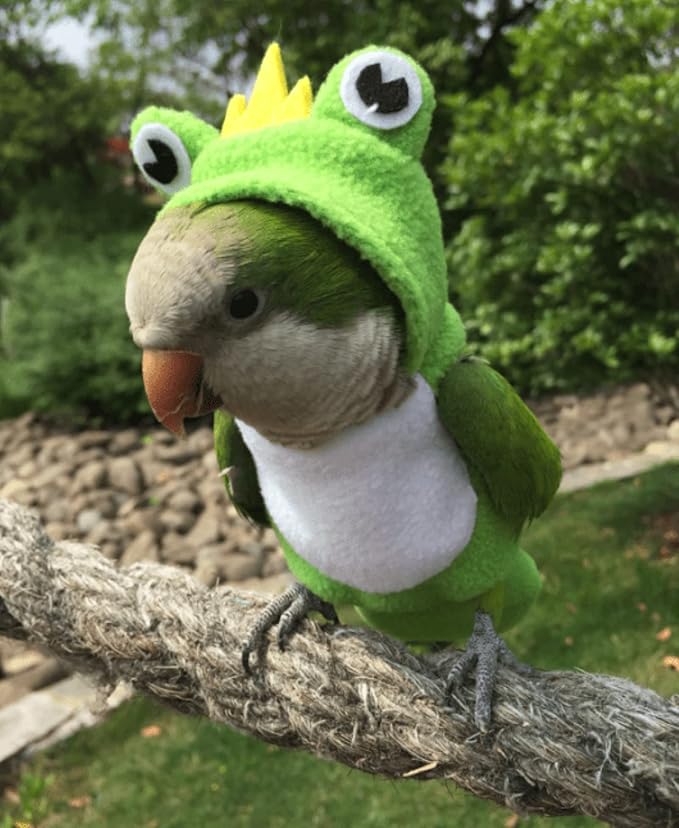 Bird Costume Diaper Flight Suit Frog Shape Hoodie Clothes Cosplay Photo Prop for Parrots Parakeet Cockatiel Sun Conure, Small Animals Apparel (Pink with Diaper, Large), Green (BPF1)