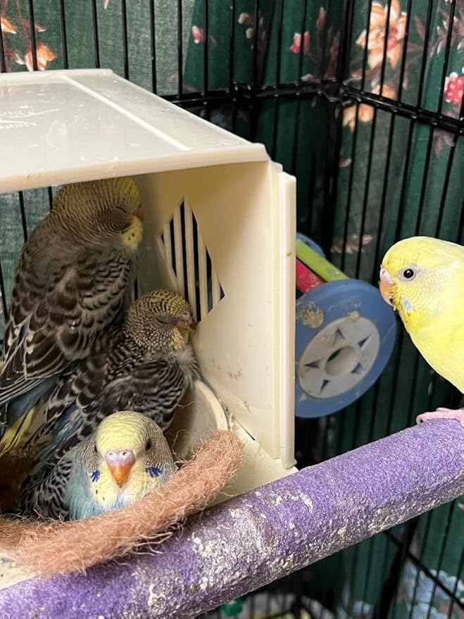 Bird Cage Closed Top Nest Box Canary, Finch,Lovebird,Aviary Plastic Nest Exotic Birds Breeding Nesting