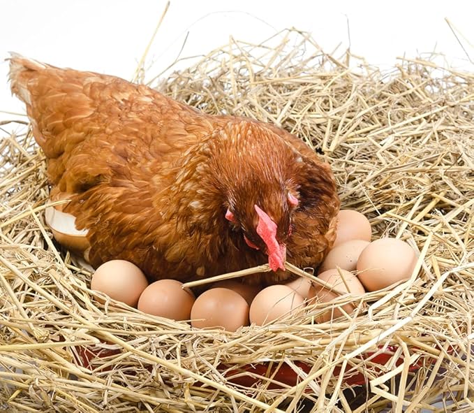 DQITJ 4 Pack Bird Nest Bowl Plastic Racing Pigeon Breeding Hatching Nest Box Egg Basin Pigeon Nest Bowl for Doves Pigeon Quail Bird (Dia: 8.6")