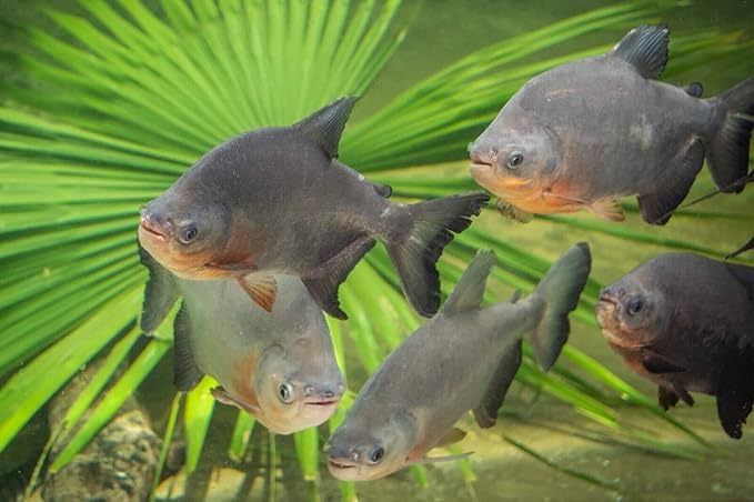 Arowana 3/16" x 3/8" 40% Protein Floating Sticks for Arowana, Oscars, Flower Horns, Red Parrots All Central and South American Cichlids...WL…1/4-lb Foil Pouch Bag