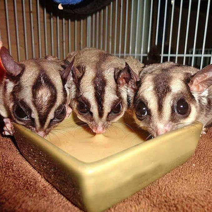 Exotic Nutrition Gliderade Nectar (8 oz.) - Vitamin-Enriched Healthy Nectar Supplement - Powdered Mix - Provides Necessary Carbohydrates for Sugar Gliders