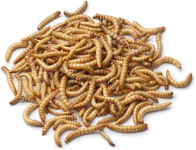 2000ct Live Mealworms, Pet Food for Reptile, Birds, and Fish