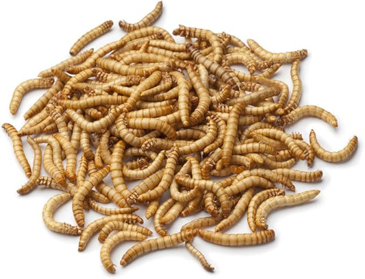 2000ct Live Mealworms, Pet Food for Reptile, Birds, and Fish