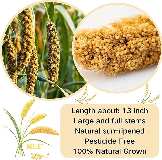 Bird Seed Parakeet Food - 200 Gram Vacuum Sealed Millet Treat for Birds Parakeets Natural Sun-Dried Birds Millet for Cockatiel Budgie Finches Parrots