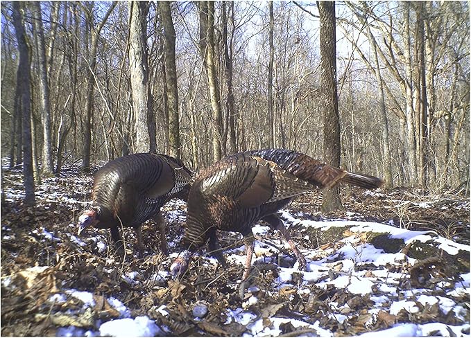 Wild Turkey Scratch Feed Supplement - All Natural Vitamin Fortified w/Oyster Shell Calcium - Game Bird Attractant (18 Pounds)
