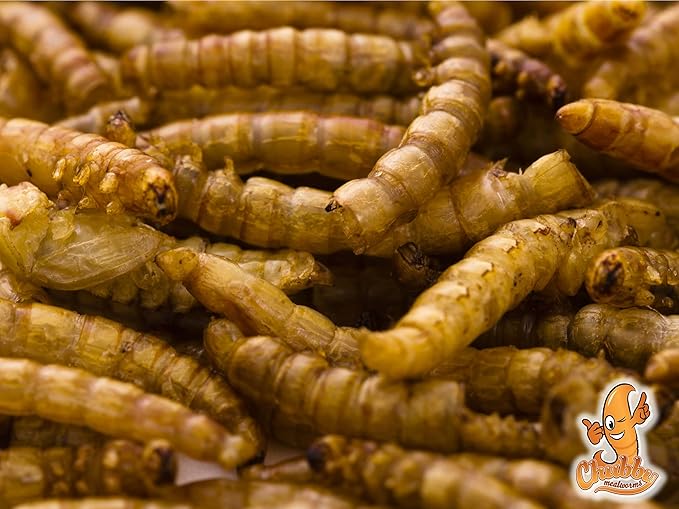 Chubby Dried Mealworms | 66 lbs | High-Protein Non-GMO Treats for Chickens, Ducks, Wild Birds, Reptiles & Backyard Pets