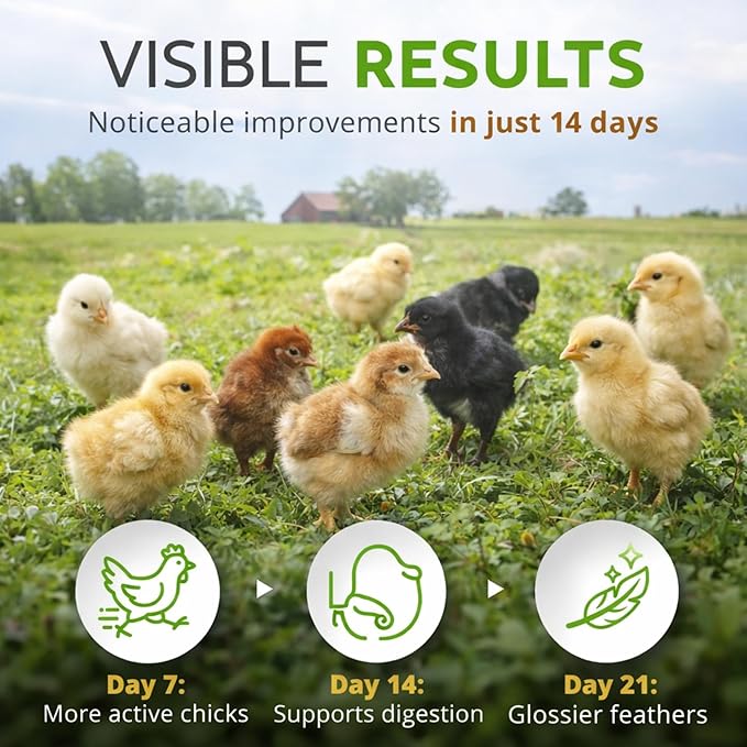 Buff Clucks Chick Formula Herbal Supplement for Baby Chicks – All-Natural Botanical Blend for Daily Wellness, Feather Quality – Plant-Based Herbs for Coop Snacks - Calendula, Oregano, Lemon Balm, USA