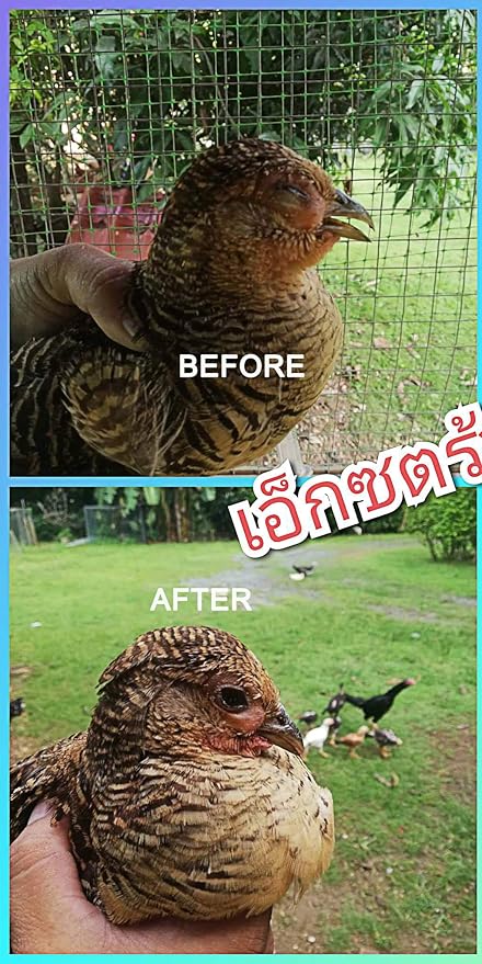 EXTER Sure Rooster Booster Health Vitamin Support Fast Result, Stimulates & Improved Immunity Feed Nourishing Poultry (EXTER Sure Increasing Fast Energy 10 ML.)