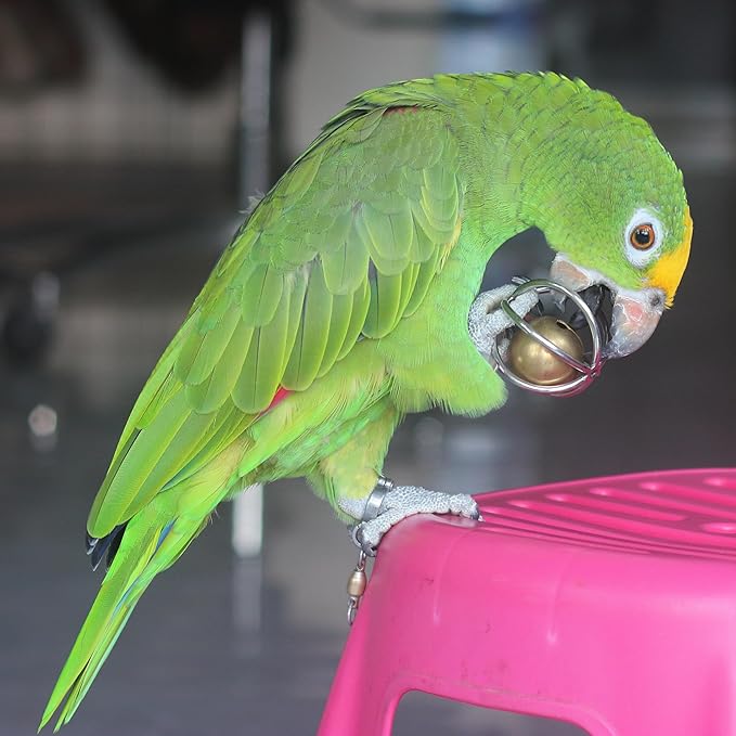 Fosrion Heavy Duty Stainless Steel Bird Toy for Small and Medium-sizid Parrots - Chew-Proof Foraging Ball with Bell for Macaws, Cockatoos, African Greys (Small)