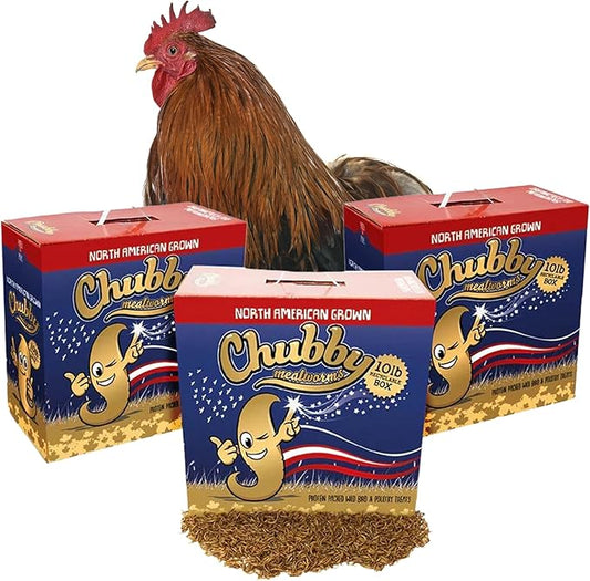Chubby North American Grown Dried Mealworms | 30 lbs | Non-GMO High-Protein Treats for Chickens, Ducks & Wild Birds – Sustainable Chicken Feed