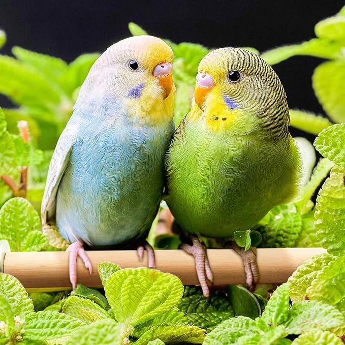 4 PCS Bird Perch Stand Platform Toy, Natural Wood Parrot Perch Stand Stick Play Exercise Gym Bird Cage Accessories Toys for Parrot, Budgies, Parakeet, Cockatiels, Conure, Lovebirds (Style 1)