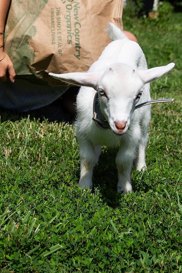 New Country Organics | Goat Feed Pellets 40lb | for All Stages of Goats | Daily Goat Food | 15% Protein | Soy-Free, Certified Organic and Non-GMO, Made in North America | 40lbs Bag