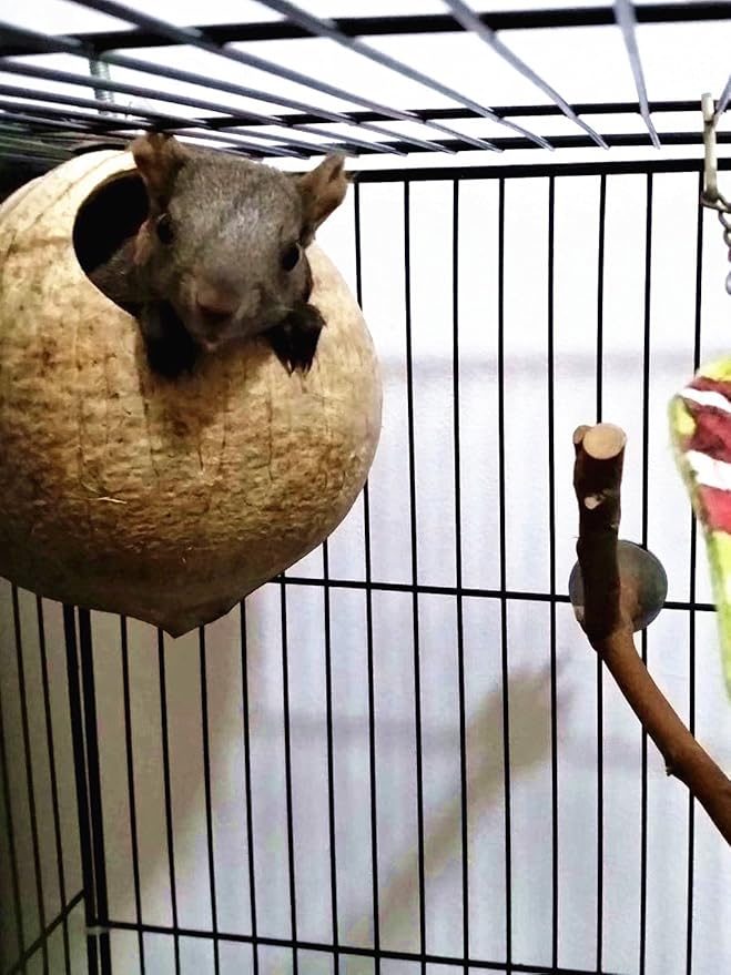Hypeety Pet Bird Breeding Nest Coconut House Swing Ladder Toys Parrot Parakeets Finches Hamster House Natural Nest Lovebird Cage Hanging Swing Perch (C:Coco Cage Perch Toy)