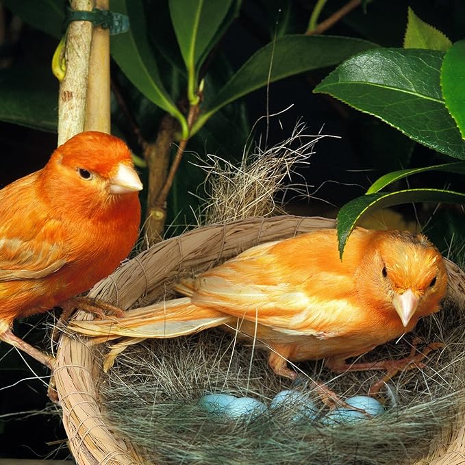 Patelai 4 Pcs Bird Nest Handmade Woven Flat Base Dove Bird House Breeding Nest Small Animal Cage Accessories for Pigeon Parrot Budgie Parakeet Cockatiel Hamster Gerbil Pig(8.66 Inch)