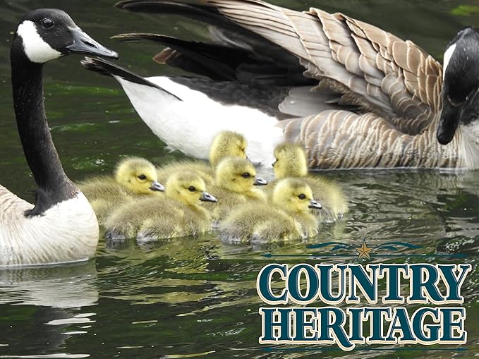 Country Heritage Floating Waterfowl Feed – Duck, Goose & Swan Food – 5 lb Resealable Bag – Nutrient-Rich Pellets for Wild & Pet Birds