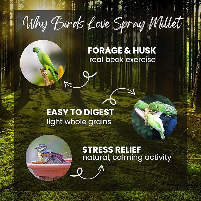 Danodia's Zoolulu Pearl Spray Millet for Birds, 950 g (2 lbs) | All-Natural, Sun-Dried Non-GMO Treats | Hand-Selected for Parakeets/Budgies, Finches, Canaries, Cockatiels & Lovebirds