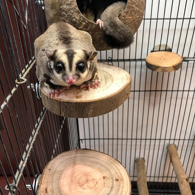NEOUZA Sugar Glider Cage Stand Pole and Platform Made of Natural Eucalyptus,Molar Paw Grinding Standing Climbing Toy