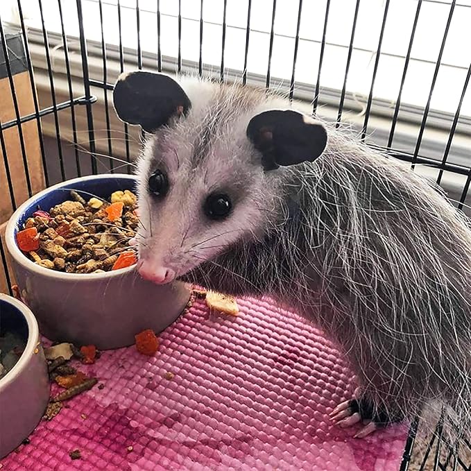 Exotic Nutrition Opossum Complete 4 LB | Nutritional Healthy Pellet Diet | Food for Short-Tailed & Virginia Opossums