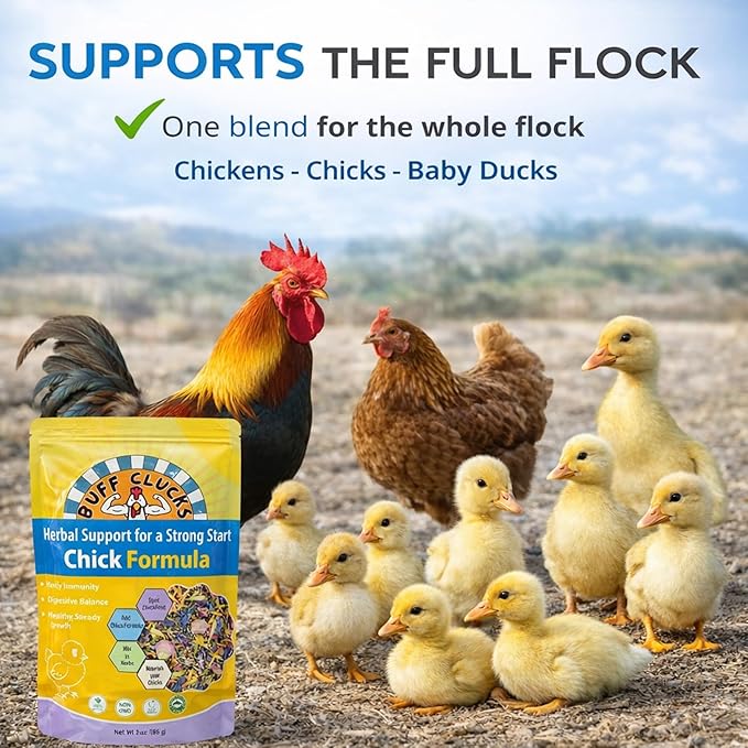 Buff Clucks Chick Formula Herbal Supplement for Baby Chicks – All-Natural Botanical Blend for Daily Wellness, Feather Quality – Plant-Based Herbs for Coop Snacks - Calendula, Oregano, Lemon Balm, USA