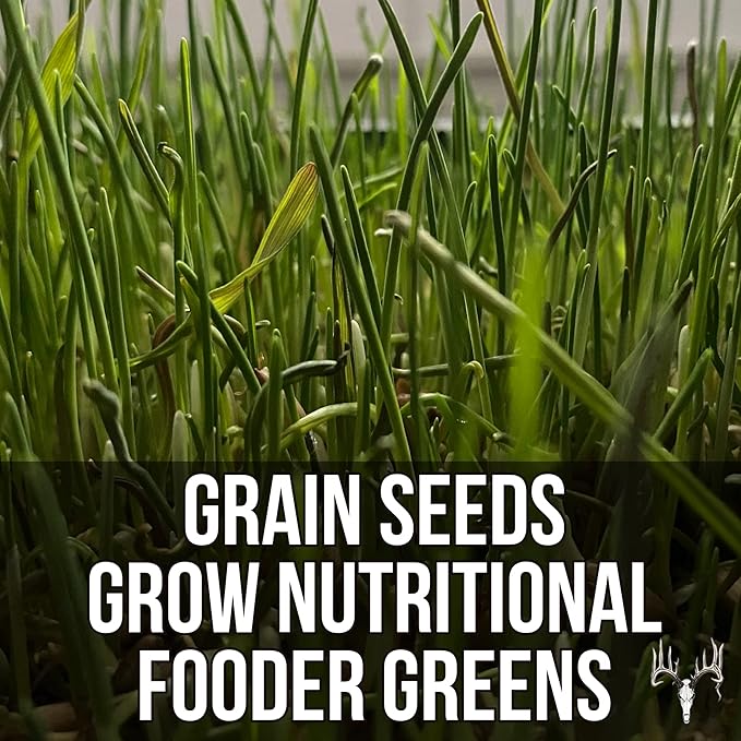 Crooked Bend Mother Fodder Blend, 12LB EcoPack, Grain Seeds for Bird Food & Growing Fresh Green Grass Sprouts to Feed Pet Rabbits, Cows, Horse, Chicken, Goat, Sheep, Quail, Dog, Cat, Duck & Tortoise