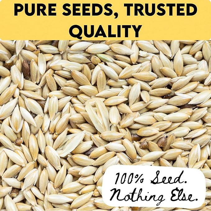 Unida Alpiste Canary Seed | 100% Pure, Natural & Non-GMO Bird Food for Canaries, Finches, Budgies & Parakeets | Double Cleaned Bird Seed, 5 lbs