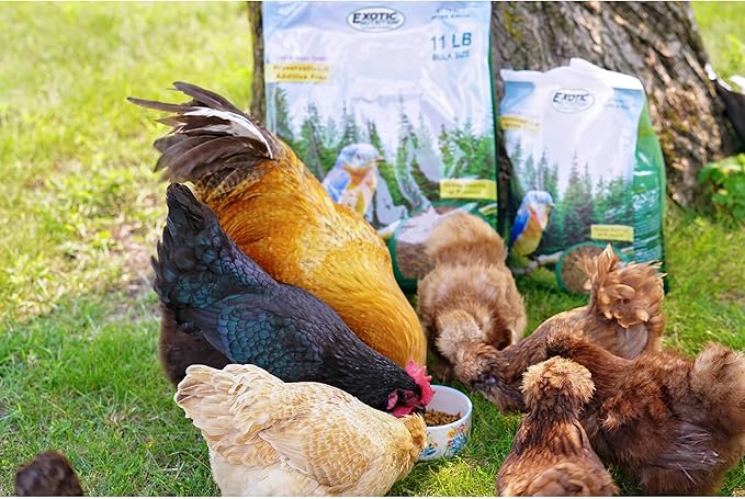 Dried Mealworms - 100% Natural, Non-GMO, High Protein, Bulk Insect Treat for Chicken, Laying Hen, Chick, Wild Bird, Bluebird, Duck, Goose, Turkey, Chickadee, Titmice, Wren, Reptile, Fish (11 lb.)