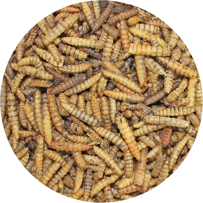 Exotic Nutrition Dried Black Soldier Fly Larvae (1.5 oz.) - High-Calcium Insect Treat - Chickens, Wild Birds, Hedgehogs, Bluebirds, Reptiles, Sugar Gliders, Opossums, Skunks, Lizards, Fish