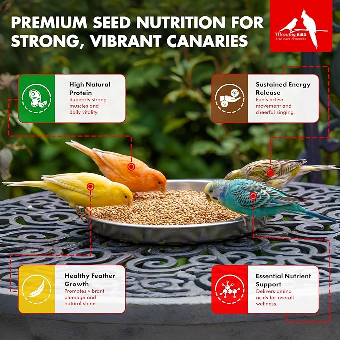 Morning Bird Canary Seed 1.5 lbs – Nutrient-Rich Bird Seed – Creamy Golden Grain Powerhouse - Supports Healthy Feathers & Strong Bones – Natural Daily Nutrition for All Bird Types