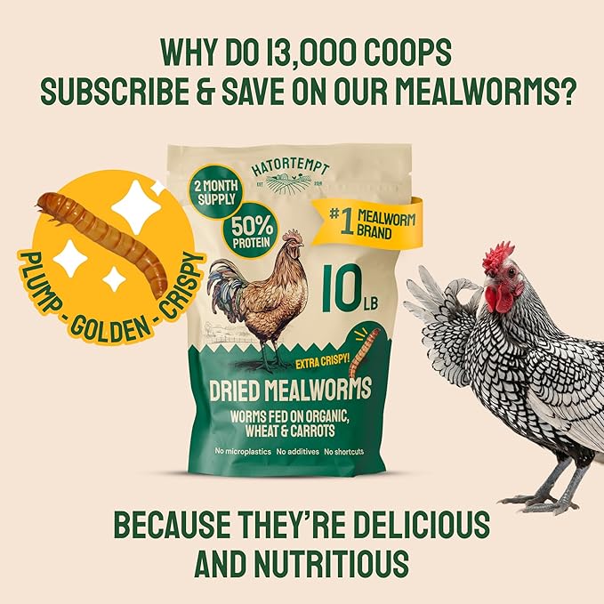 Hatortempt Bulk Dried Mealworms - 5 Lb Bag - Dried Mealworms for Chickens, Ducks & Wild Birds - High-Protein Chicken Feed & Bird Food