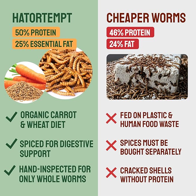 Hatortempt Spiced Bulk Dried Mealworms - 10 Lb Bag - Dried Mealworms for Chickens & Ducks - Chicken Food Coated with Chili Mix Digestion Supplement