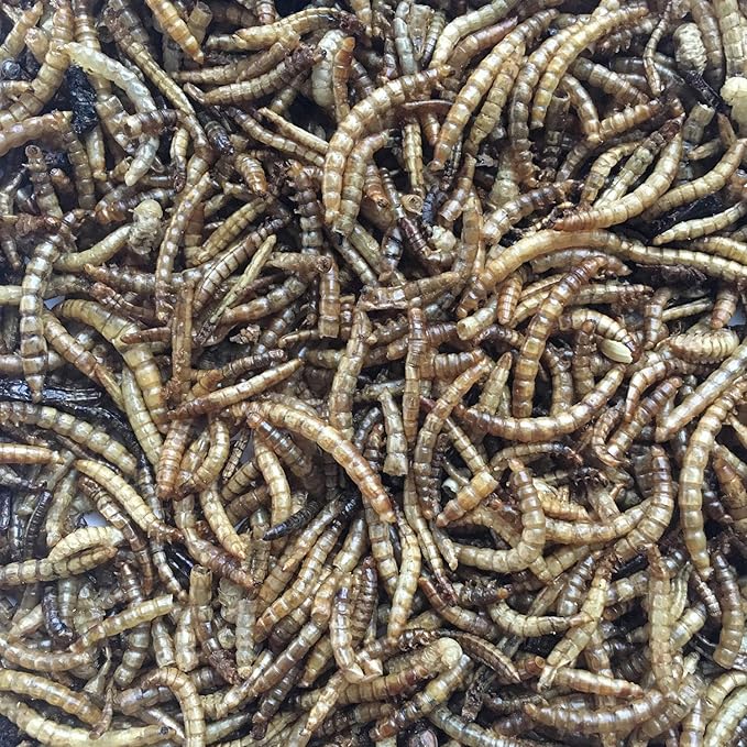 Buffalo Tools DMW54PC 5Lb Dried Mealworm 4 Piece
