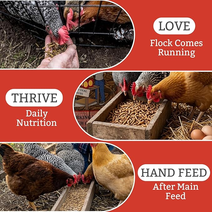 Good Deal Grubs Dried Black Soldier Fly Larvae for Chickens 5 lb, High Protein Chicken Treats with Calcium, Chicken Snacks and Supplements for Poultry and Birds