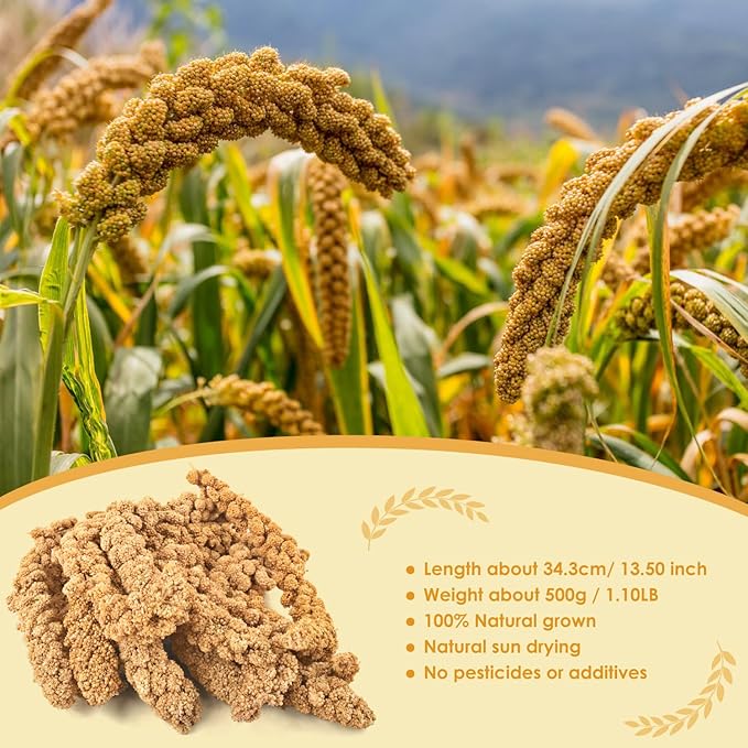 KATUMO 1.1LB Spray Millet Treat for Birds, Natual Sun-Dried Bird Millet Parrot Food for Parakeet Budgie Cockatiel Finches Lovebird Conure Parrots Hamster