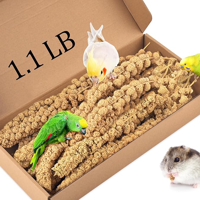 KATUMO 1.1LB Spray Millet Treat for Birds, Natual Sun-Dried Bird Millet Parrot Food for Parakeet Budgie Cockatiel Finches Lovebird Conure Parrots Hamster