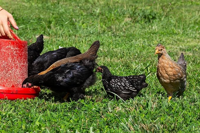 New Country Organics | Organic Grower/Broiler Feed for Growing Chickens | Soy-Free | 19% Protein | Certified Organic and Non-GMO | 25 lbs