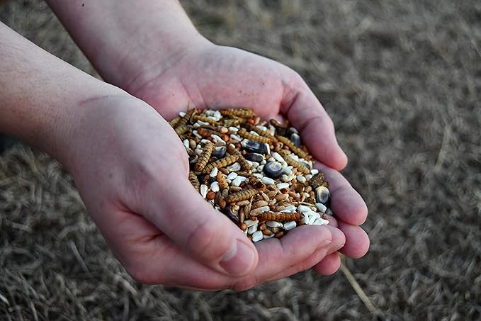 Red White and Bugs! Premium Non-GMO Black Soldier Fly Grubs, Blue Corn, Safflower Mix, Poultry Treat, USA Grown (5LB)