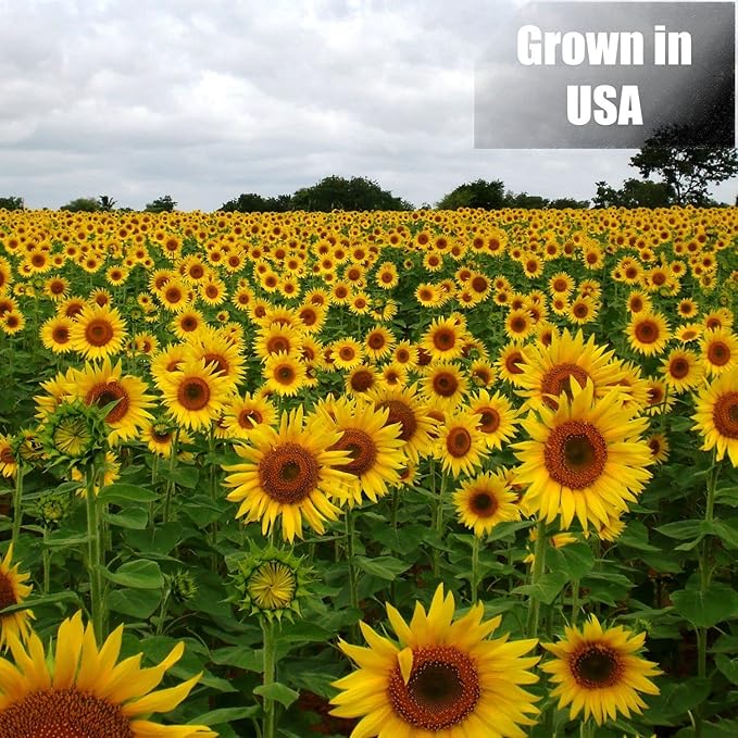 Old Potters Wildlife Black Oil Sunflower Seeds for Birds and Wildlife, Non-GMO & USA Grown on Small Farms (12 lbs)