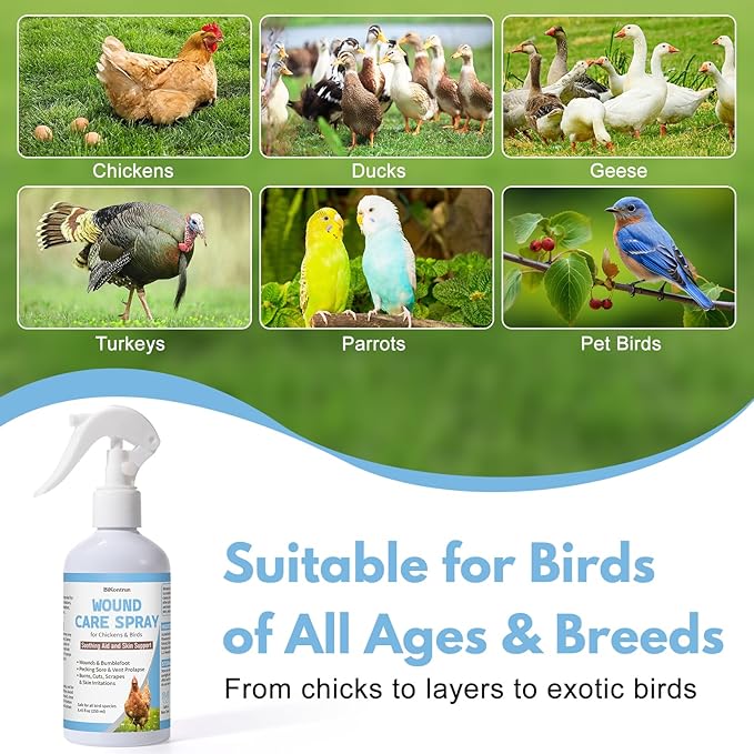 Chickens Wound Spray, Poultry Wounds Spray for Bumblefoot, Vent Prolapse, Pecking Sore, Burns & Skin Irritations, Chicken Care, Natural Herbal Formula, 8.45 Fl Oz (250ML)