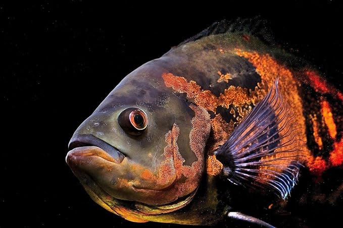 Arowana 3/16" x 3/8" 40% Protein Floating Sticks for Arowana, Oscars, Flower Horns, Red Parrots All Central and South American Cichlids...WL…1/2-lb Foil Pouch Bag