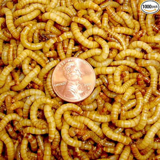 BASSETT'S CRICKET RANCH 1000 Live Mealworms