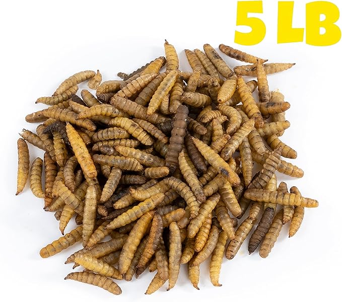Dried Black Soldier Fly Larvae (5 lbs) - More Calcium Than Mealworms - Treats for Chickens, Wild Birds, & Reptiles